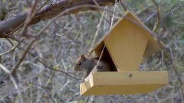 Küçük sincap kuşlarla birlikte kuş yemliğinden beslenerek soğuk kışı atlattı.