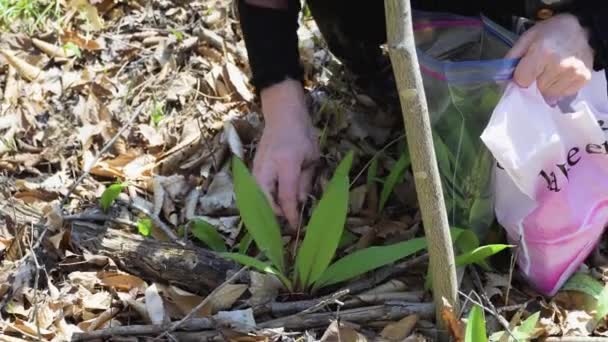 Cosechar Ajo Silvestre Bosque Caducifolio Principios Primavera Día Cálido — Vídeos de Stock