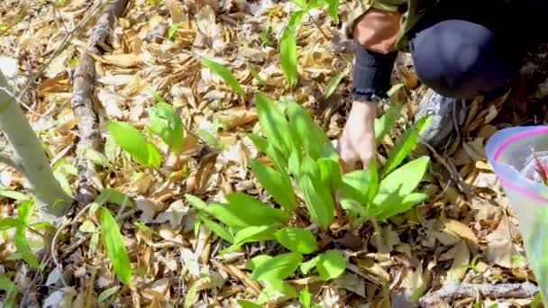 Zbieranie Dzikiego Czosnku Lesie Liściastym Wczesną Wiosną Ciepły Dzień — Wideo stockowe