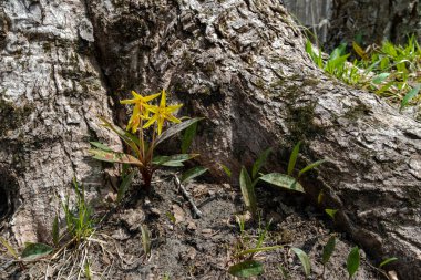 Orman çiçekleri yuva yaptı ve altın yıldızlarla çiçeklendi. Rüzgardan korunan büyük bir ağacın kökleriyle.