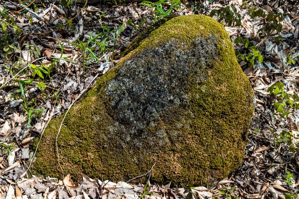 Una Gran Piedra Natural Cubierta Musgo Yace Bosque Entre Las — Foto de Stock