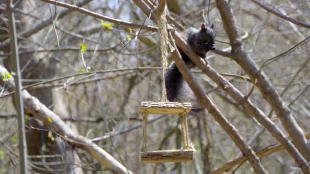 Een Zwarte Canadese Eekhoorn Eet Besprenkelde Zonnebloempitten Van Een Vogelvoeder — Stockvideo