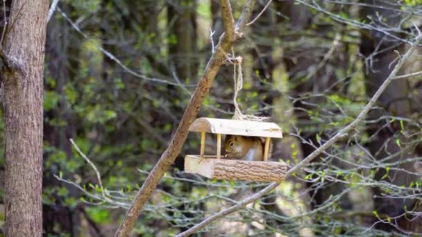 Hongerige Eekhoorn Die Nauwelijks Kleine Vogelvoedermachine Eet Gegoten Zonnebloempitten — Stockvideo