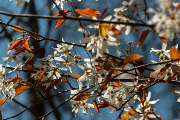 Blooming Bush Branch White Flowers Brown Leaves — Stock Photo, Image