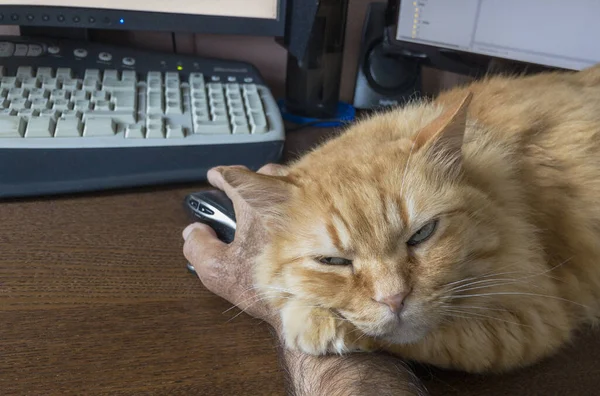 Kedi Kırmızı Kafasıyla Uykuya Daldı Sahibinin Eliyle Değil Bazen Sadece — Stok fotoğraf