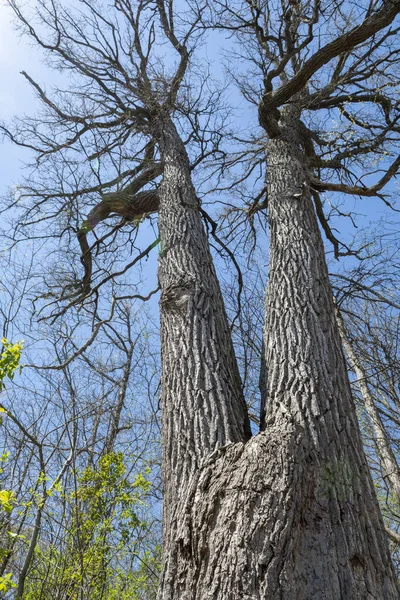 Grand Chêne Atteignit Ciel Avec Des Branches — Photo