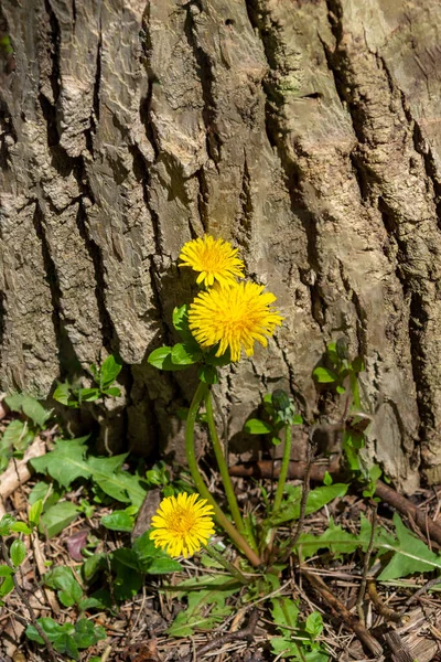 Μια Ομάδα Από Κίτρινες Πικραλίδες Που Φυτρώνουν Ένα Βαθύ Δάσος — Φωτογραφία Αρχείου