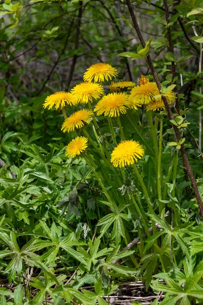 Group Yellow Dandelions Growing Deep Forest Forest — Stock Photo, Image