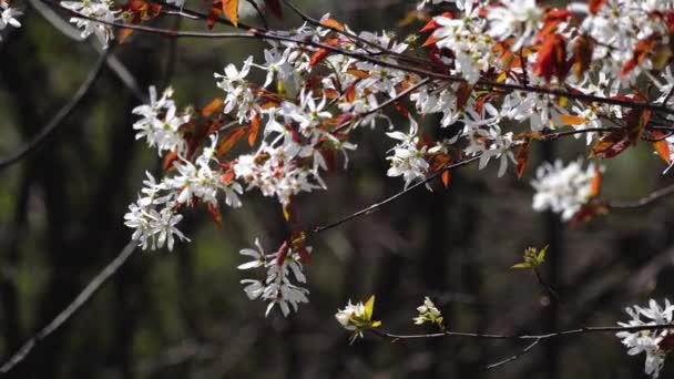 Virágzó Bokorág Fehér Virágokkal Barna Levelekkel Szélben — Stock videók