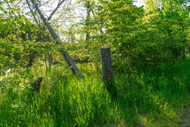 Geceleri geçen bir fırtına orman kenarındaki genç bir çam ağacını kırdı.