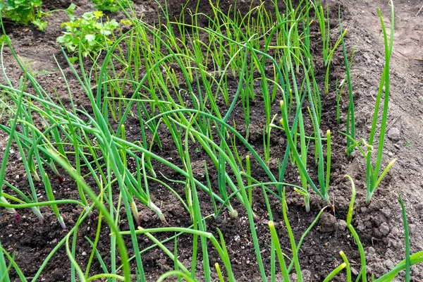 Woman Spends Early Spring Planting Young Green Onion Seedlings Trench — Stock Photo, Image