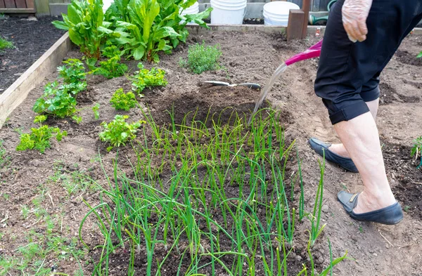 Woman Spends Early Spring Planting Young Green Onion Seedlings Trench — Stock Photo, Image
