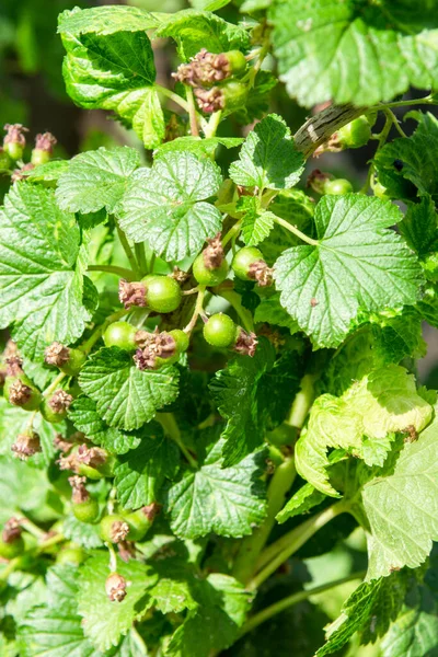 Groene Kruisbessenstruik Met Opgezwollen Jonge Vruchten — Stockfoto