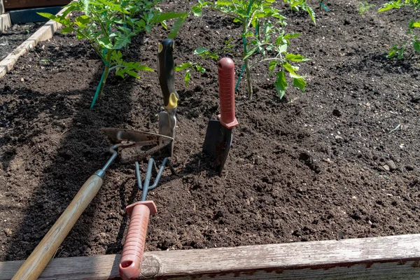 땅에는 토마토 관목을 수확할 수있는 도구들이 — 스톡 사진