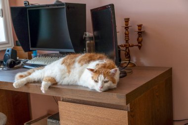 Kedi, kafası ön pençelerinde bilgisayarın yanındaki masada yatıyor.
