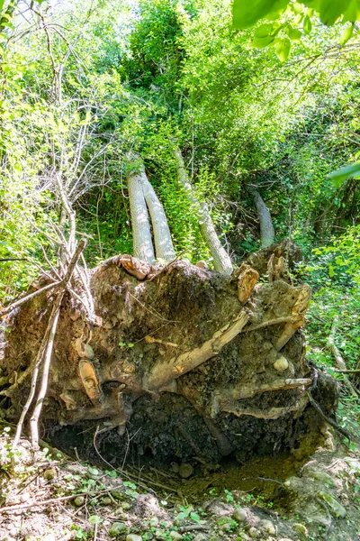 雷雨の間に根に落ちた木が森の中にある — ストック写真