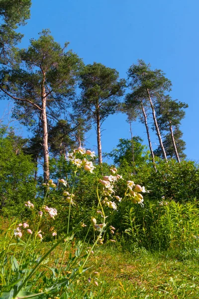 Floresta Flores Sinos Rosa Foto Contra Fundo Pinheiros Altos Céu — Fotografia de Stock