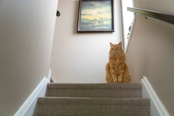 艺术画廊门口的台阶上坐着一只又大又聪明又有姜的猫 — 图库照片