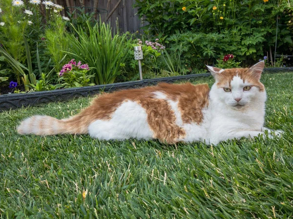 一只白色的大猫躺在绿草上 背靠着花坛 — 图库照片