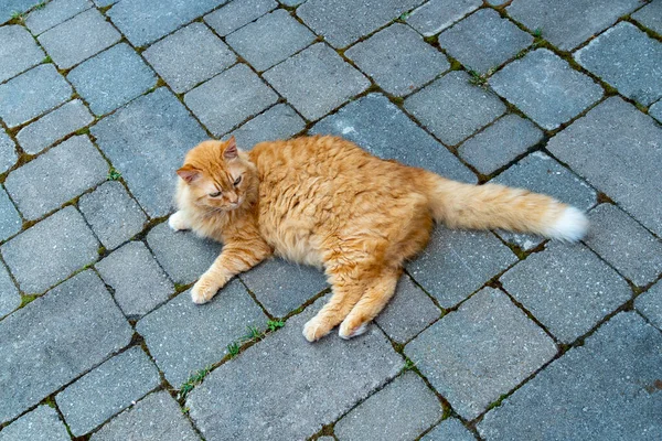 Parlak Kızıl Kedi Mavi Taş Levhaların Üzerinde Yatıyor — Stok fotoğraf