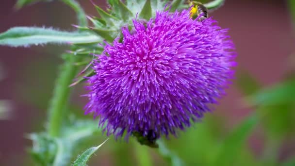 Api Bombi Raccolgono Nettare Fiore Viola Ondeggiante Una Spina Verde — Video Stock