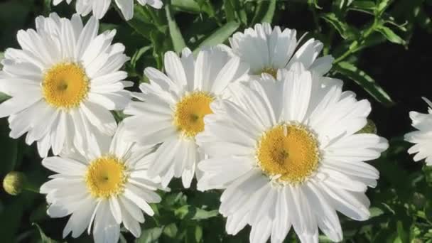 Grandes Marguerites Blanches Balancent Dans Jardin Dans Vent — Video