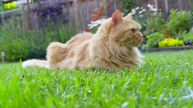 Kızıl kedi yeşil çimlerin üzerinde yatıyor ve onun arazisine yakından bakıyor.