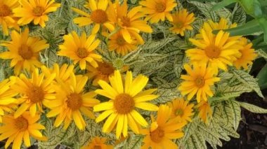 Sarı, beyaz ve kırmızı çiçekler ön bahçede yetişiyor.