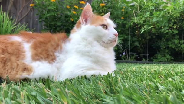 Μια Λευκή Γάτα Βρίσκεται Στο Πράσινο Γρασίδι Και Εξετάζει Προσεκτικά — Αρχείο Βίντεο