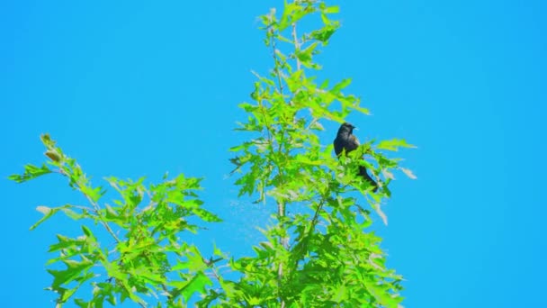 Chirps Pássaro Peito Vermelho Preto Sentado Galho Árvore Verde — Vídeo de Stock