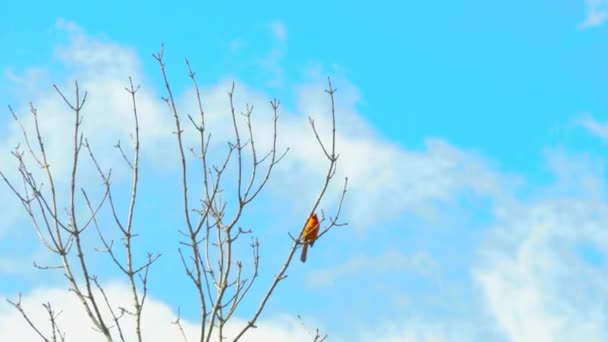 Oiseau Chanteur Cardinal Est Assis Sur Arbre Contre Ciel Bleu — Video