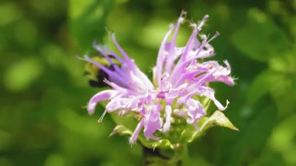 Piękne Dni Owady Pszczoły Trzmiele Pracują Latając Wokół Roślin Zbierając — Wideo stockowe