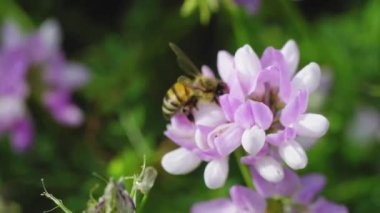 Tarlalardaki ve bahçelerdeki böcekler, yabanarıları, arılar, arılar yol boyunca çiçeklerden ve polenli bitkilerden nektar ve bal toplarlar.