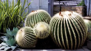 Yuvarlak, küresel, dev kaktüsler sera koşullarında gelişir.