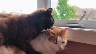 Küçük kedi pencerenin altındaki büyük kedinin üzerine oturdu ve kafasını yaladı.