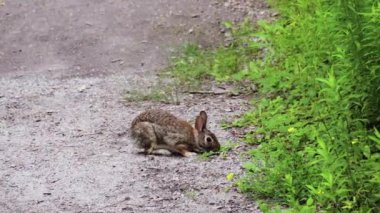 Tavşanlar, dikkatli bir şekilde, ormandaki bir patikanın yakınındaki yemyeşil otlarla beslenirler.