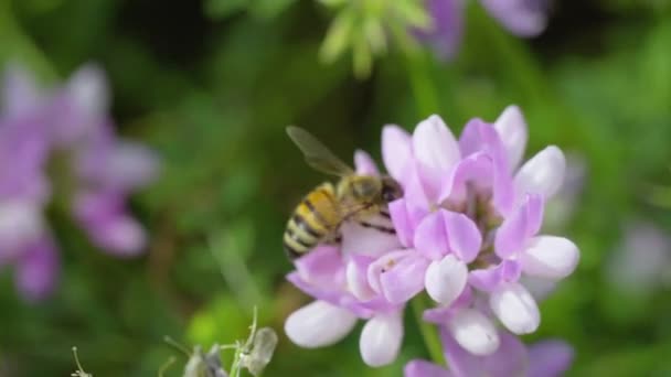 Insetti Nei Campi Nei Giardini Calabroni Api Vespe Raccolgono Nettare — Video Stock