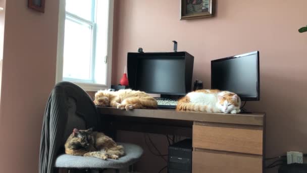 Tiga Kucing Domestik Tidur Dekat Monitor Komputer Sementara Pemiliknya Tidak — Stok Video