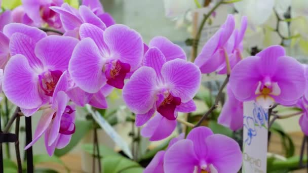 Invernadero Flores Orquídea Púrpura Blanca Crecen Bien Tallos Largos — Vídeos de Stock