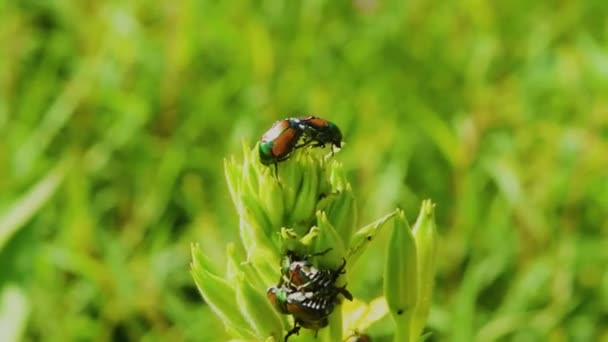 Coccinelle Coleotteri Accoppiano Sul Gambo Fiore Che Mangiano Con Piacere — Video Stock