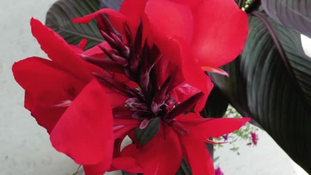 Hermosa Flor Canna Escarlata Floreciendo Aire Libre Cerca Casa — Vídeo de stock