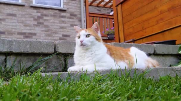 Chat Blanc Avec Des Taches Rouges Repose Sur Des Dalles — Video