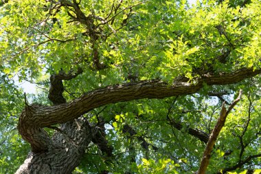 Kavisli dalları olan yaşlı bir meşe ağacının parçası.