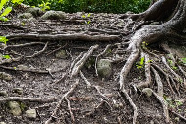 Ağaç damarlarını tepenin yamacına yaymış..