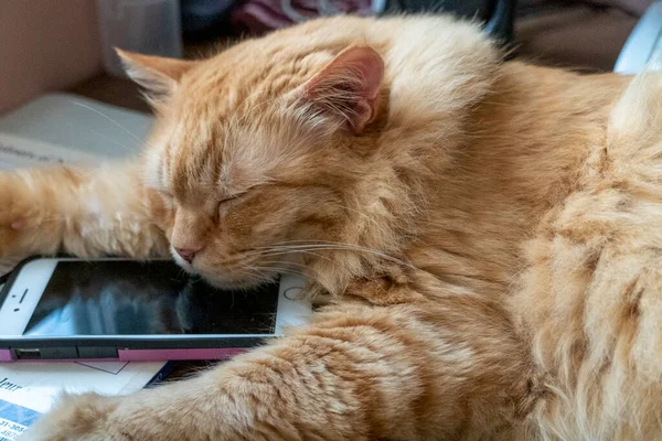 Büyük Kızıl Kedi Masada Uyuyakaldı Cep Telefonuna Sarılıyordu — Stok fotoğraf
