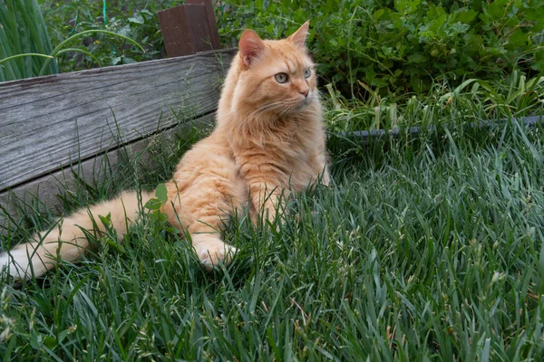 Çimenlerde Dinlenen Kızıl Bir Kedi Bir Kuş Gördüğünde Dondu Dondu — Stok fotoğraf