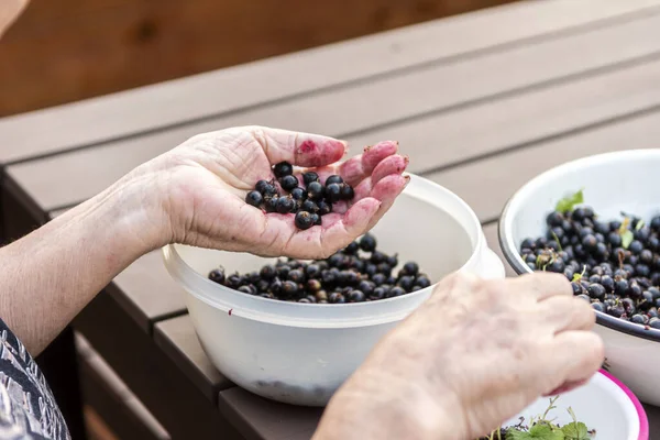 Woman Cleans Black Currant Berries Leaves Spoiled Berries Make Jam — Stock Photo, Image