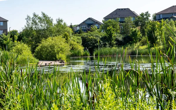 Närmare Hösten Tar Gäss Unga Djur För Att Bada Dammen — Stockfoto