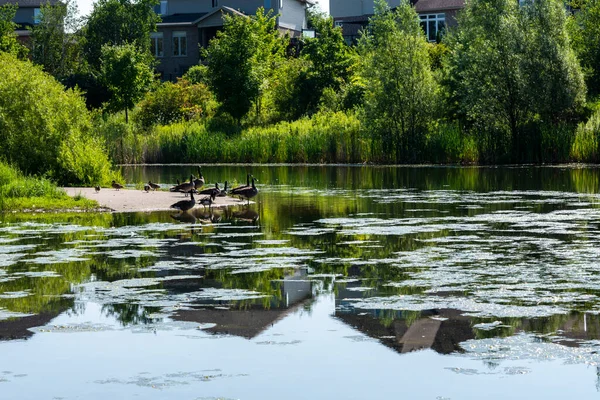 Närmare Hösten Tar Gäss Unga Djur För Att Bada Dammen — Stockfoto