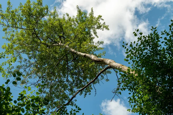 Yaprak Döken Ağacın Tepesinde Beyaz Bulutlu Mavi Gökyüzüne Karşı — Stok fotoğraf